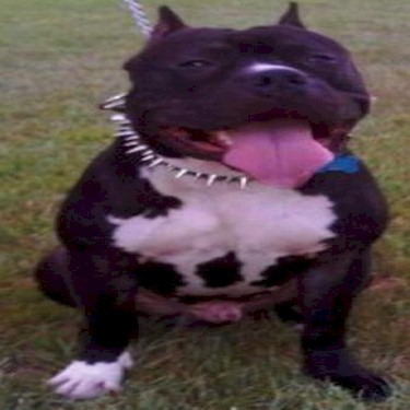 Comeaux Ace Of Spade Pit Bull.jpg